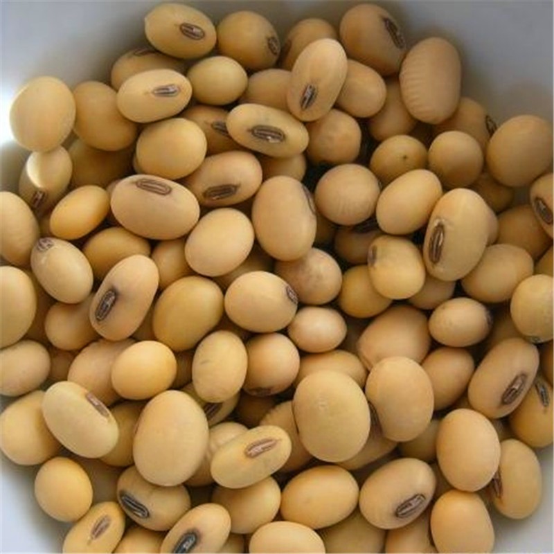 Soja (Não-OGM) from Gana